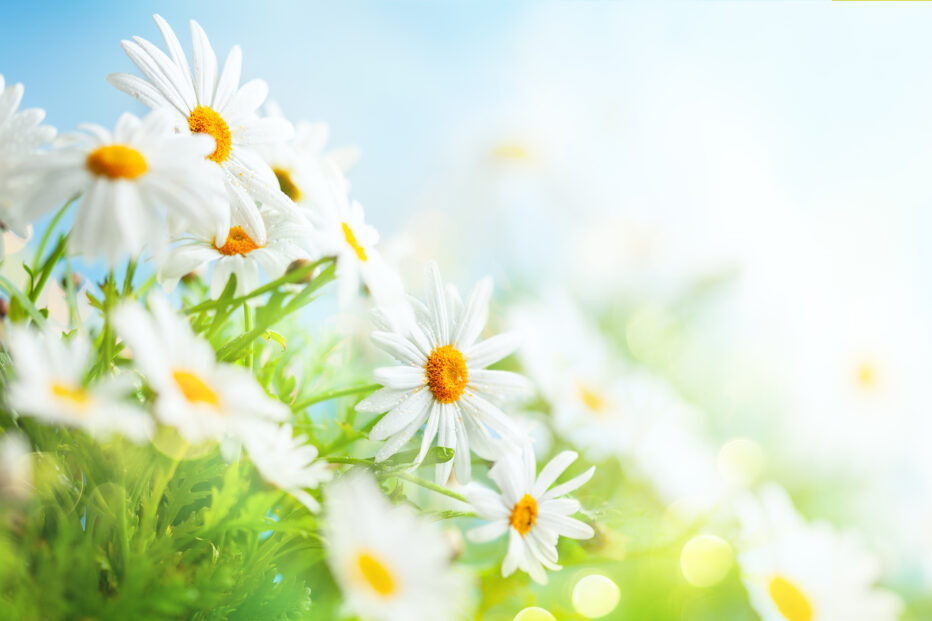 Kuvituskuva kukista.