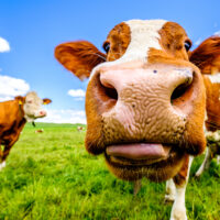 Lihantuotannon kriisi