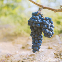 Nauvolainen viinitila pyrkii kansainvälisille viinimarkkinoille