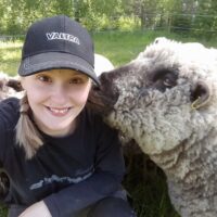 Roosa Honkanen pelkää, että sudet vievät lisää tilan lampaita