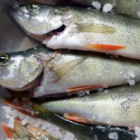 Uusi yhdistys haluaa tukea elintarvikealan vientiponisteluja