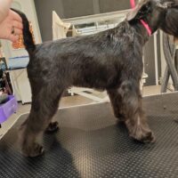 Palkitun yrittäjän koirat katosivat mystisesti