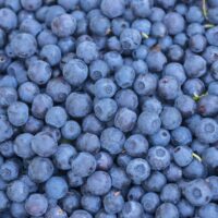 Marjayrittäjä kertoo, millä suomalaiset poimijat saadaan töihin