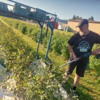 Tunnetko hunajamarjan? Viljelijä kehuu vaikutuksia