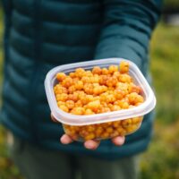 Hillasato on hyvä, mutta thaipoimijat eivät ehdi metsiin