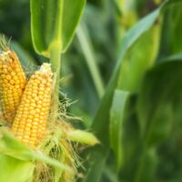 Viitasaarelaisen yrittäjä maissikokeilu herättää kiinnostusta