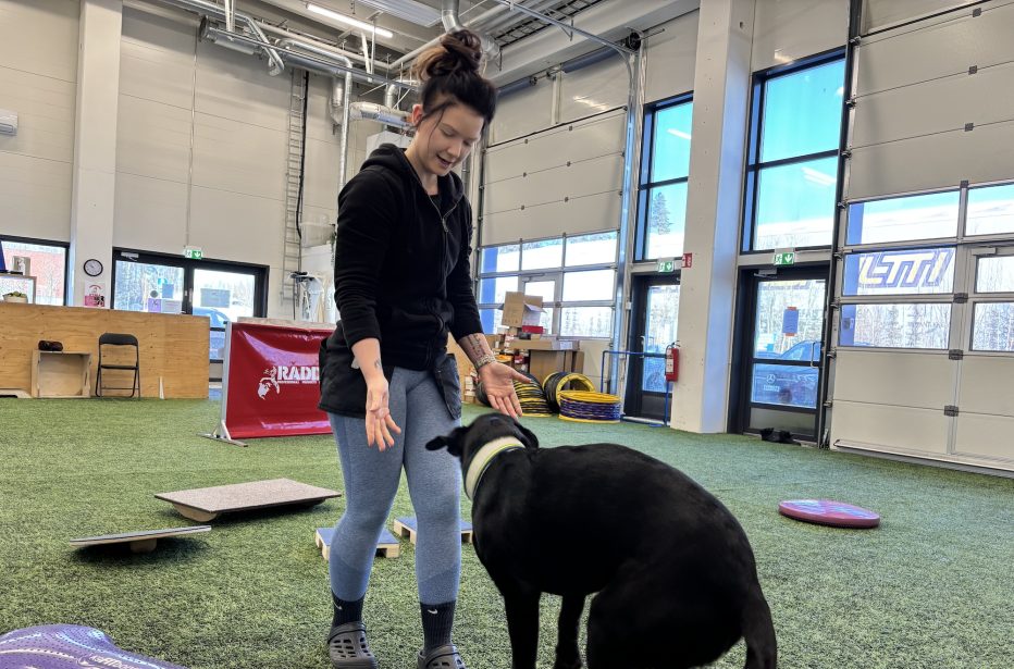 Koira-alan ammattilainen Jasmin Tolvanen kertoo, mikä voi yllättää koiran hankinnassa