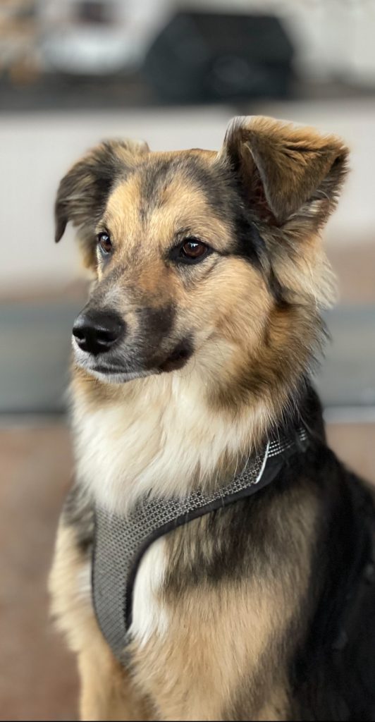 Nelijalkaisiakin oli mukana.