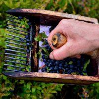 Näin viranomaiset aikovat valvoa luonnonmarja-alaa