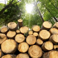 Metsä Groupilta huonoja uutisia pienille yrityksille